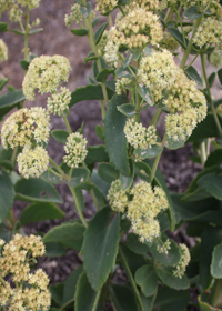 Sedum 'Sunkissed'